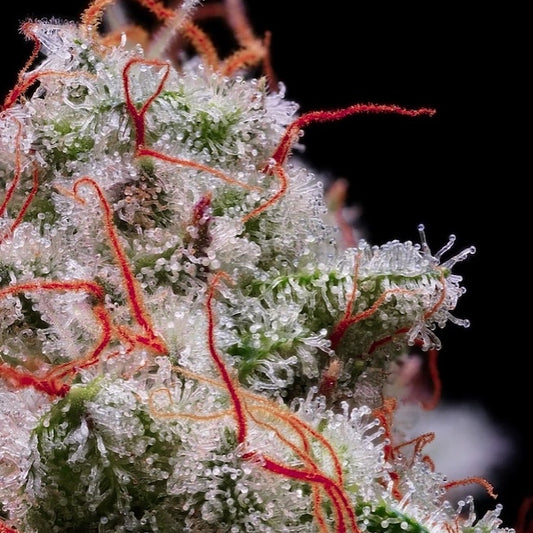 Peach Crescendo Auto RF3 (Peach Crescendo x Piña auto) 5 seeds