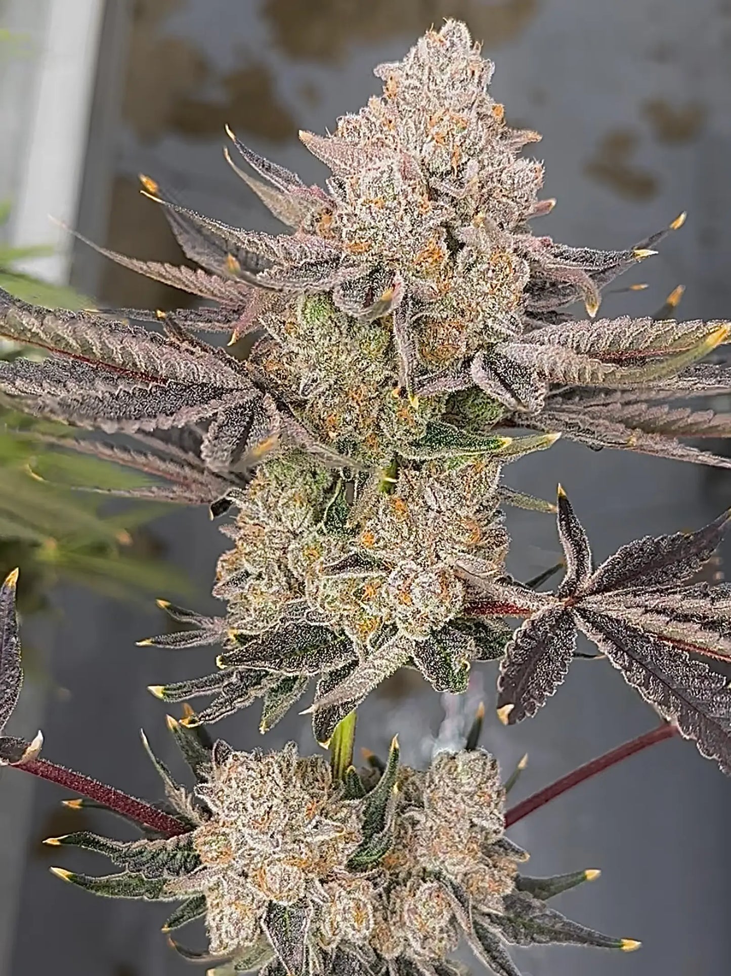 Sunkiss (Sunrize x The Smooch) Reg 15 seeds