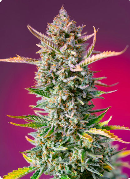 Gorilla Sherbet F1 Fast (Sunset Sherbet x Gorilla Girl XL Auto) 5(+2) seeds