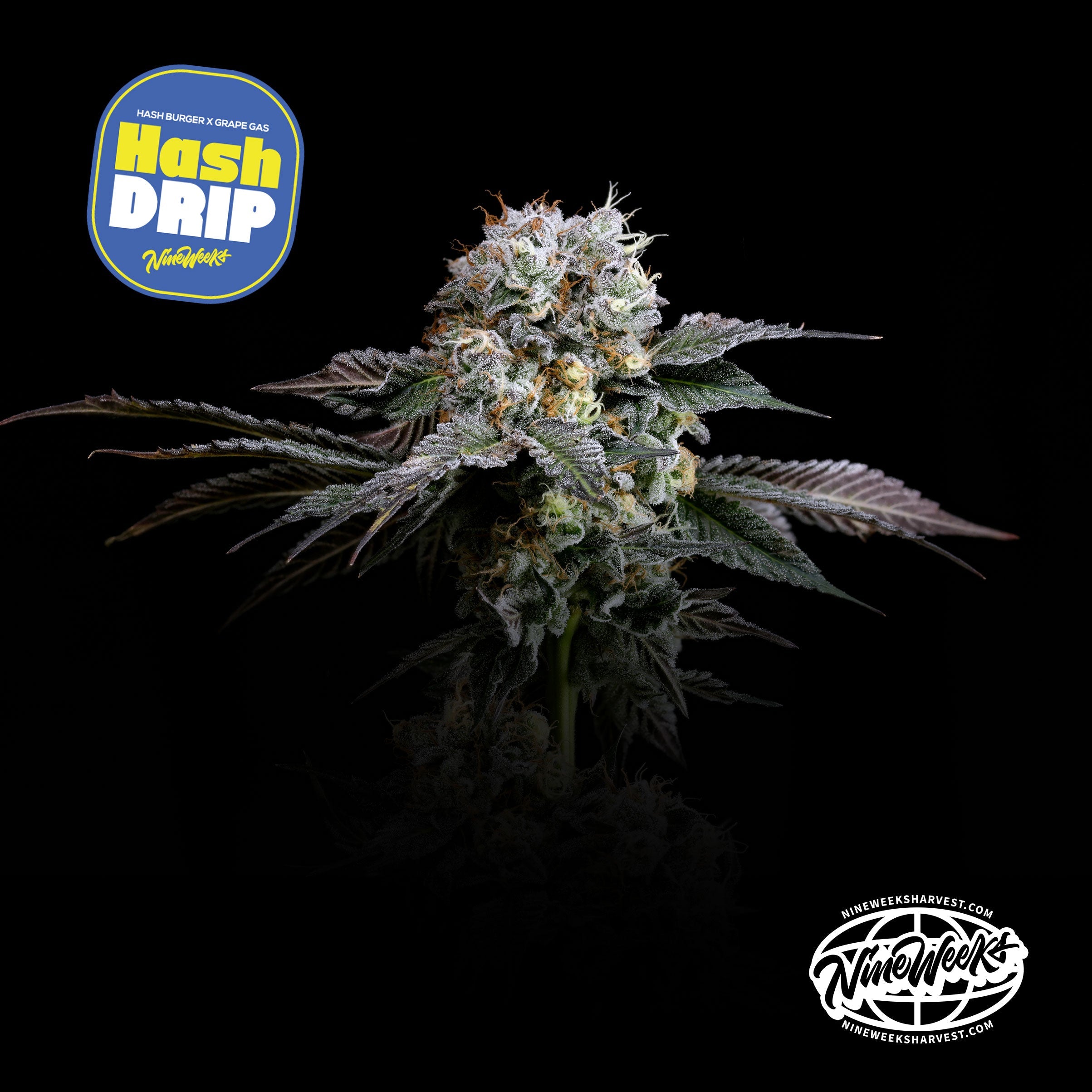 HASH DRIP (Hash Burger x Grape Gas) 3 seeds – Gas Station