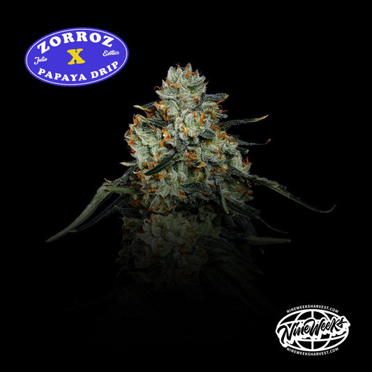 Papaya Zorroz (Zorroz x Papaya Drip) 3 fem seeds