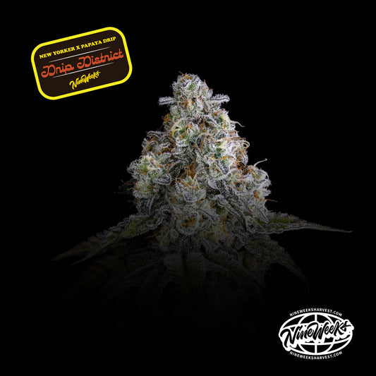 Drip District (New Yorker x Papaya Drip) 3-Pack