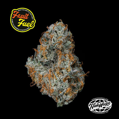 Fruit Fuel [(Chem D x Zangria) x Papaya Drip] 3 seeds