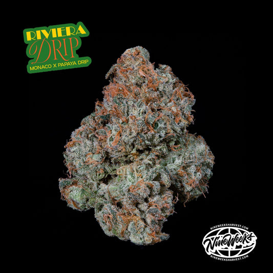 Riviera Drip (Monaco x Papaya Drip) 3 seeds
