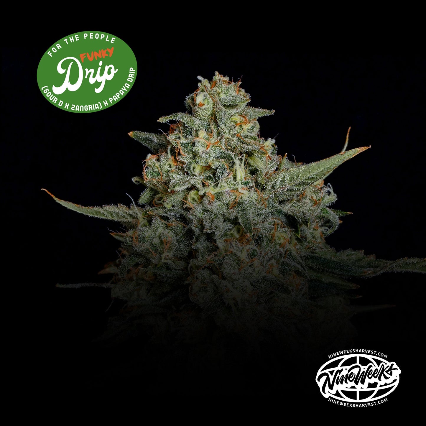FUNKY DRIP ((Sour D x Zangria) x Papaya Drip) 3 seeds