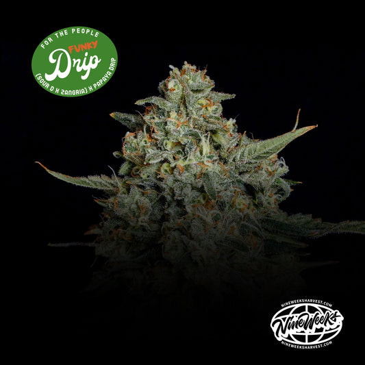 FUNKY DRIP ((Sour D x Zangria) x Papaya Drip) 3 seeds