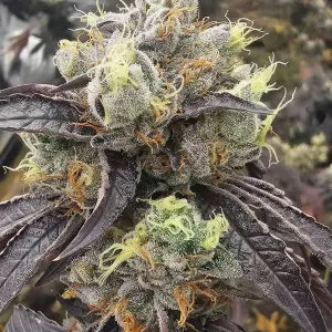 Sky Clair (Skywalker x ZeClair) 6 seeds + 3 Sour D Zoda