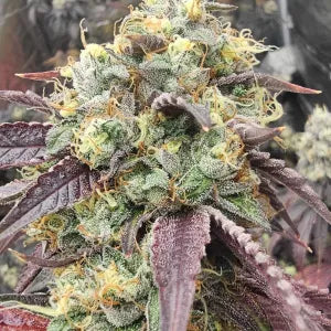 Sky Clair (Skywalker x ZeClair) 6 seeds + 3 Sour D Zoda