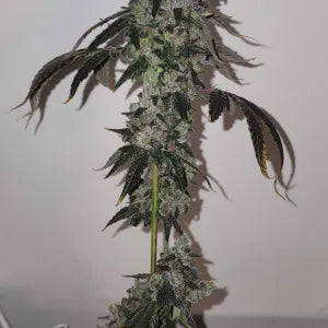 Gushari (Poison Gushers x ZeClair) 6 seeds + 3 Sour D Zoda