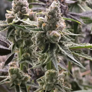 Cheetah Rita (Cheetah Piss x Limecai) 6 seeds + 3 Sour D Zoda