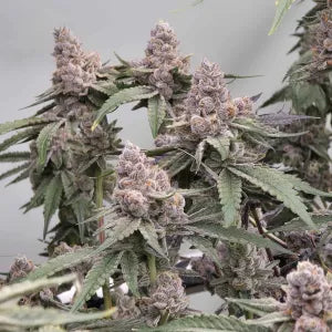 Cheetah Rita (Cheetah Piss x Limecai) 6 seeds + 3 Sour D Zoda