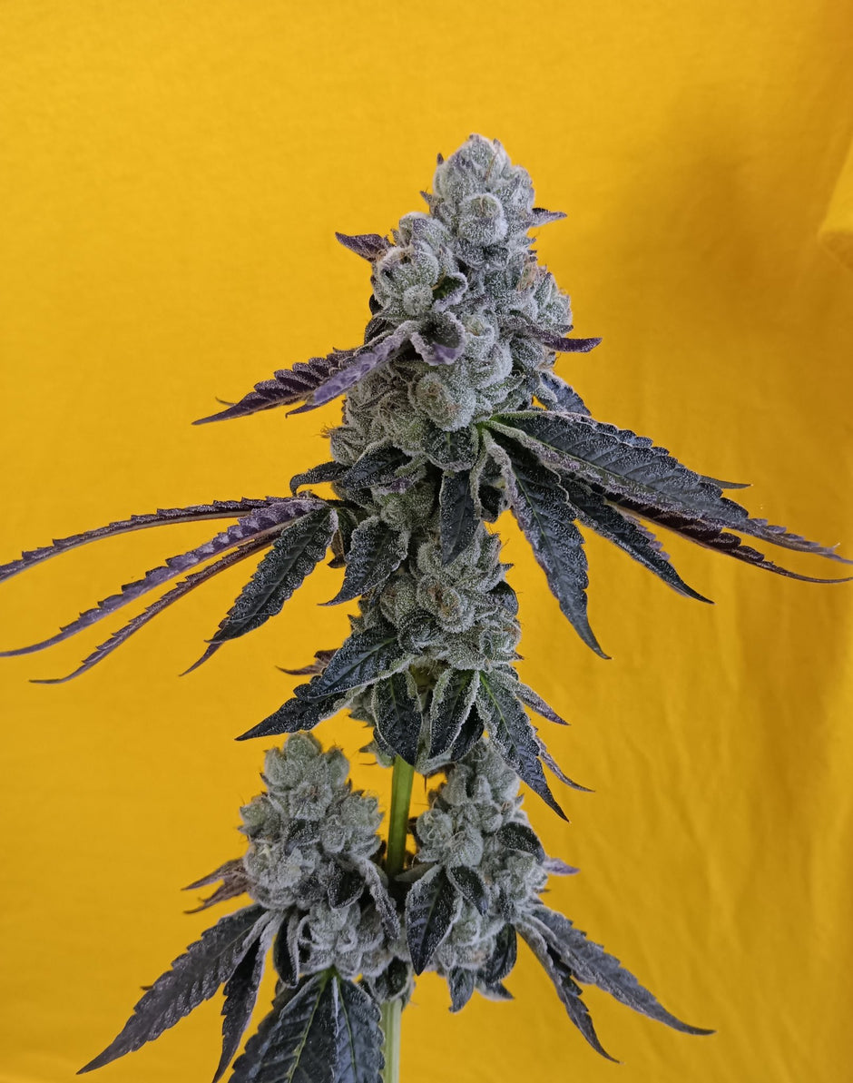 Square One Genetics | Gas-Station.lu – Gas Station
