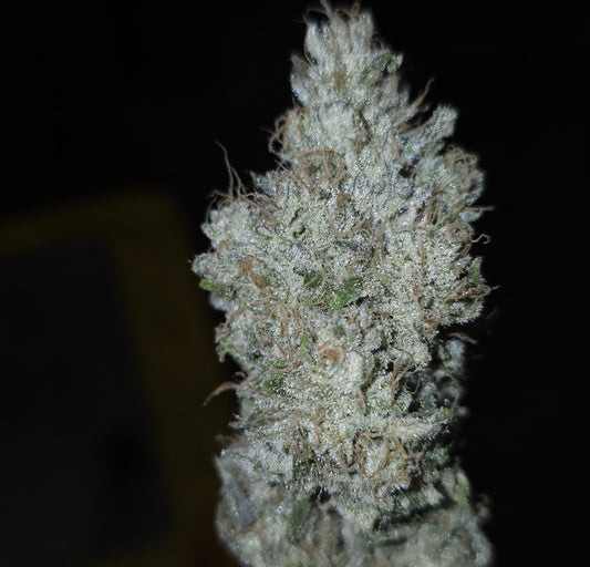 Wookie Strength (Wookies x Lion Strength) 8+ seeds FEMINIZED
