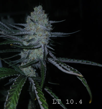 Lions Tooth (Sweet Tooth x Lion Strength) 10+ seeds FEMINIZED