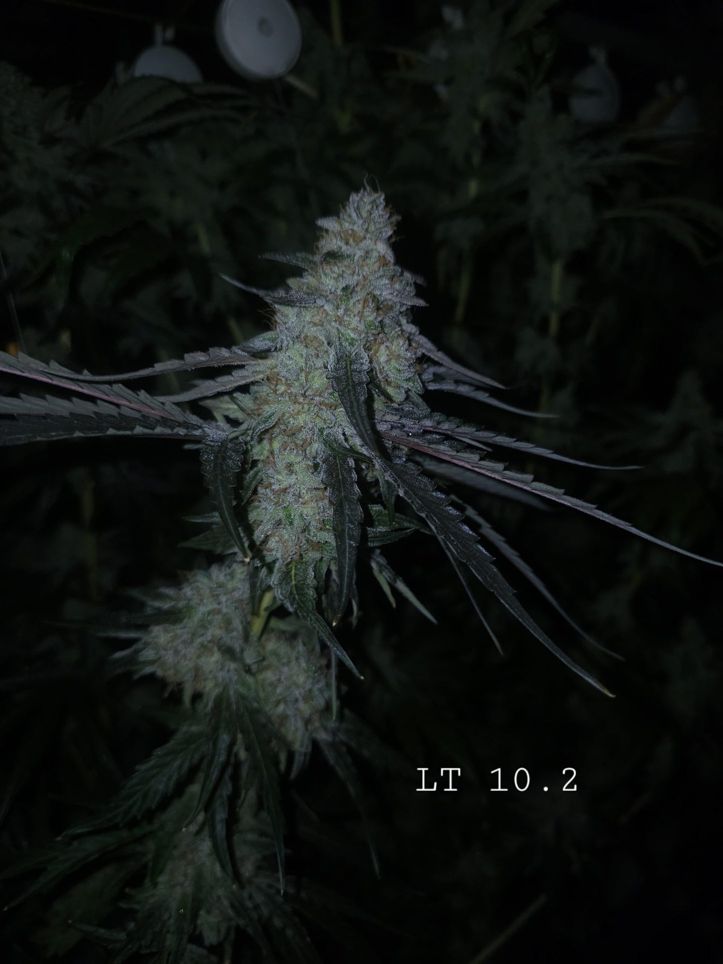 Lions Tooth (Sweet Tooth x Lion Strength) 10+ seeds FEMINIZED