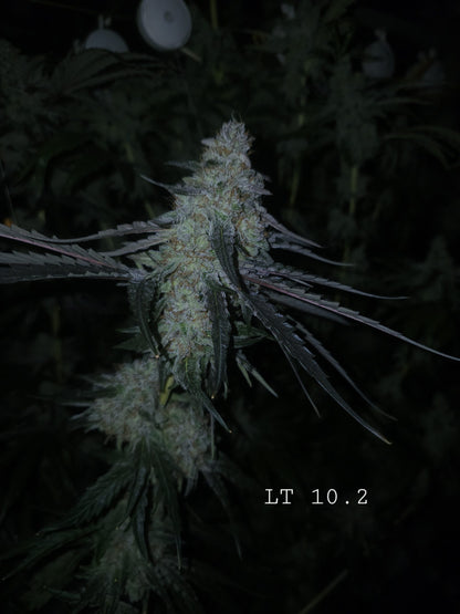 Lions Tooth (Sweet Tooth x Lion Strength) 10+ seeds FEMINIZED