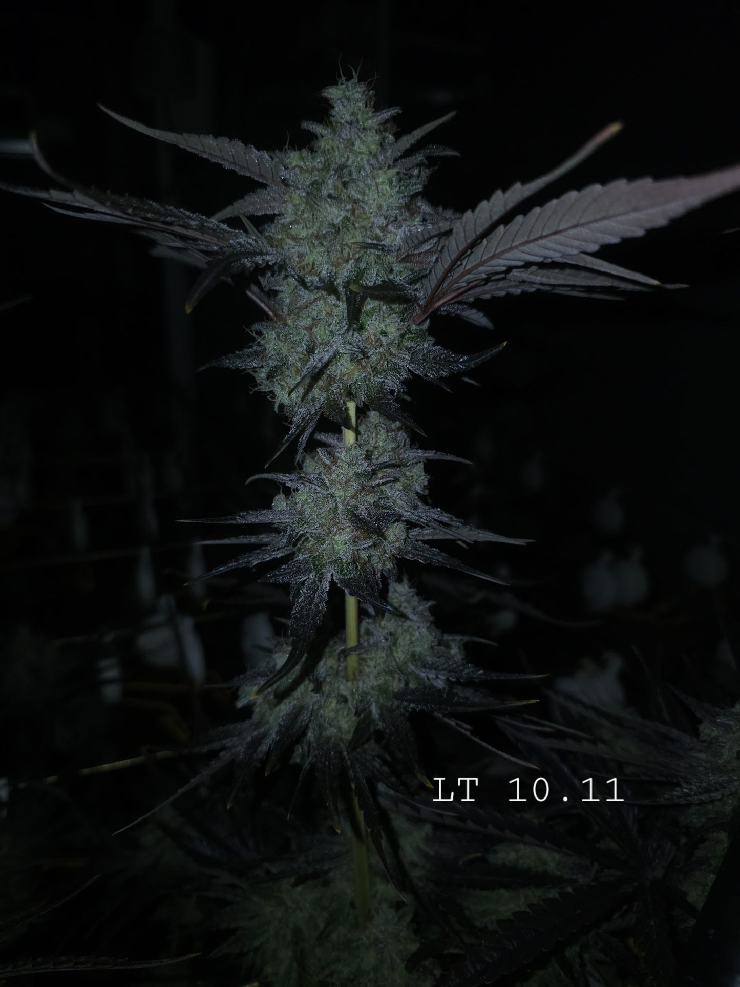 Lions Tooth (Sweet Tooth x Lion Strength) 10+ seeds FEMINIZED