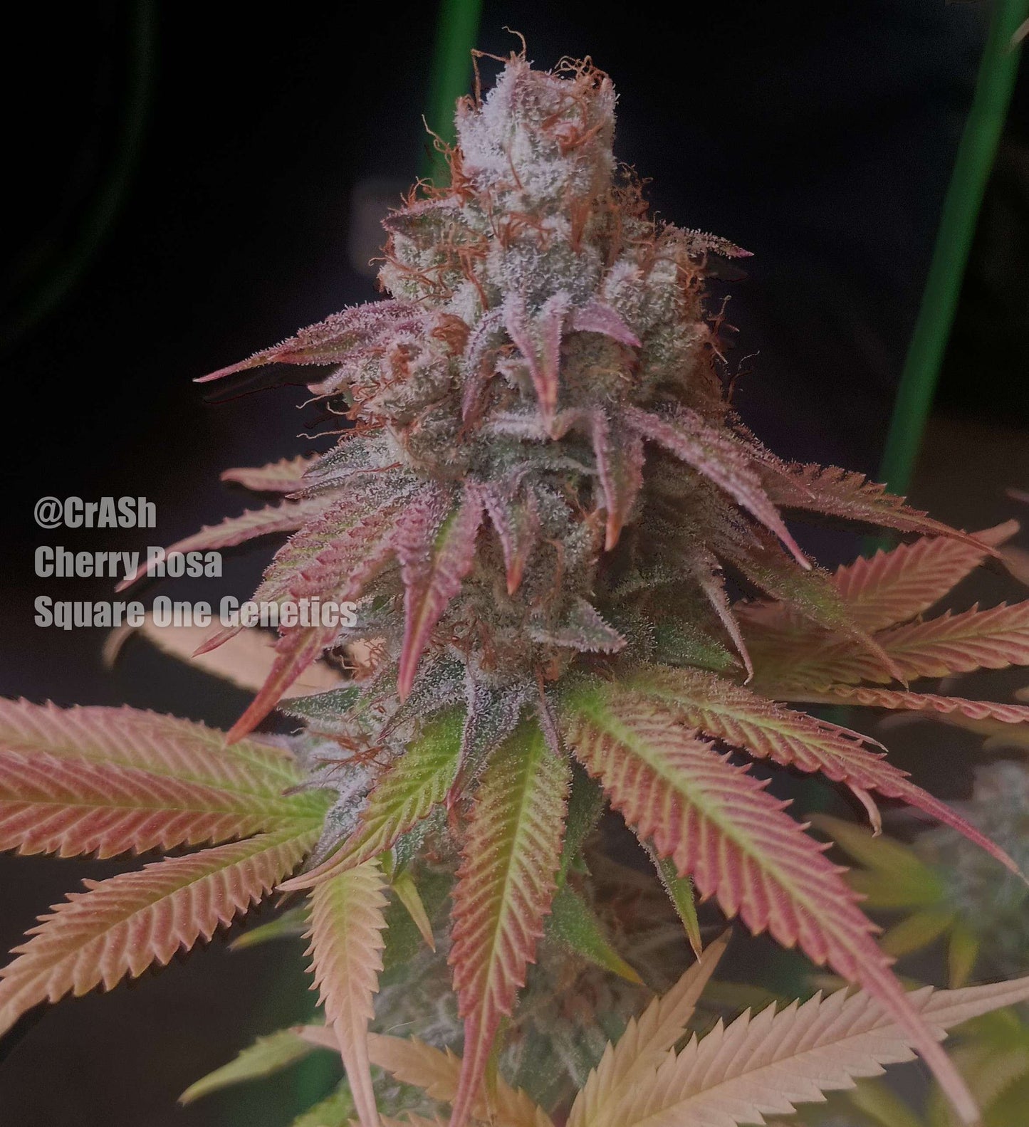 Cherry Rosa (Limonada Rosa x Frozen Trop Cherry) 5 seeds + 2 Maraschino Truffle