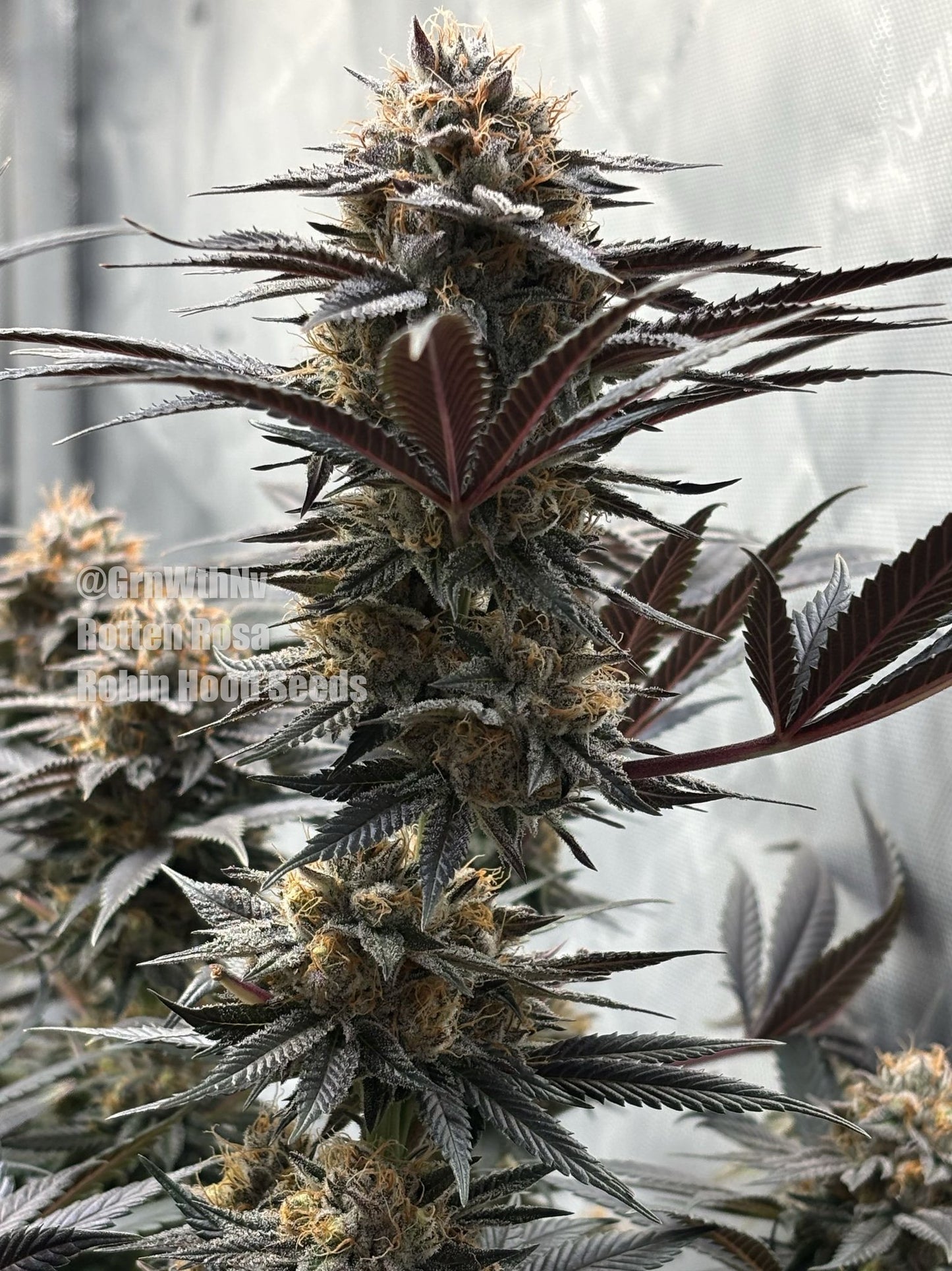 Rotten Rosa (GMO x Limonada Rosa) 5 seeds