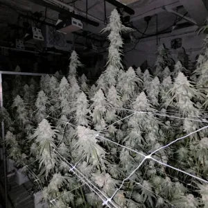 Poison Lime (Zabuza x Limecai) 6 seeds + 3 Sour D Zoda