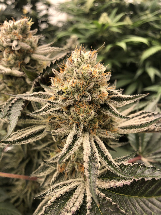 PLATINUM JELLY (JELLY BREATH X PLATINUM) fem seeds