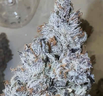 Ojos Locos (Ojos Rojos x The Smooch) Reg 15 seeds