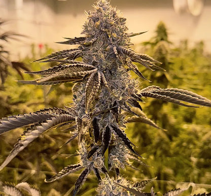 Turtle´s Key Club (Oryan OG x The Smooch) Reg 12 seeds
