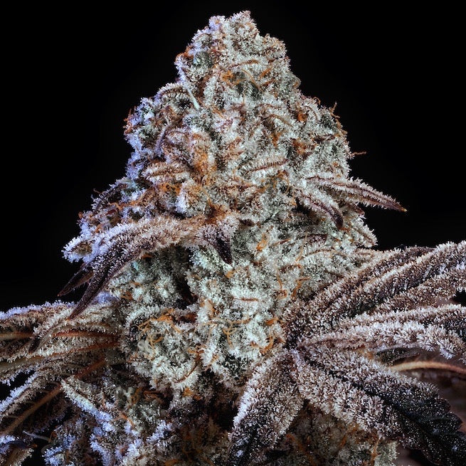 Psy-Op R1 (CRESCENDO x BUBBA KUSH R1) 5-Pack