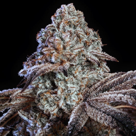 Psy-Op R1 (CRESCENDO x BUBBA KUSH R1) 5-Pack