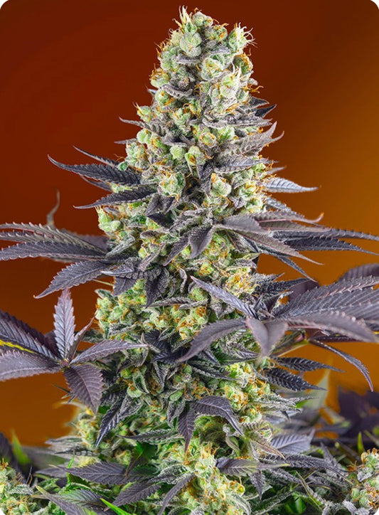 Sweet Zenzation (Zkittlez x Grape Ape) 5(+2) seeds