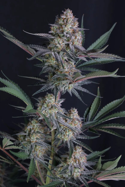 Lemon Tree Auto™ (Lemon Tree Cut x Z-Up Auto) 5 seeds + 1 Gorilla Z Auto