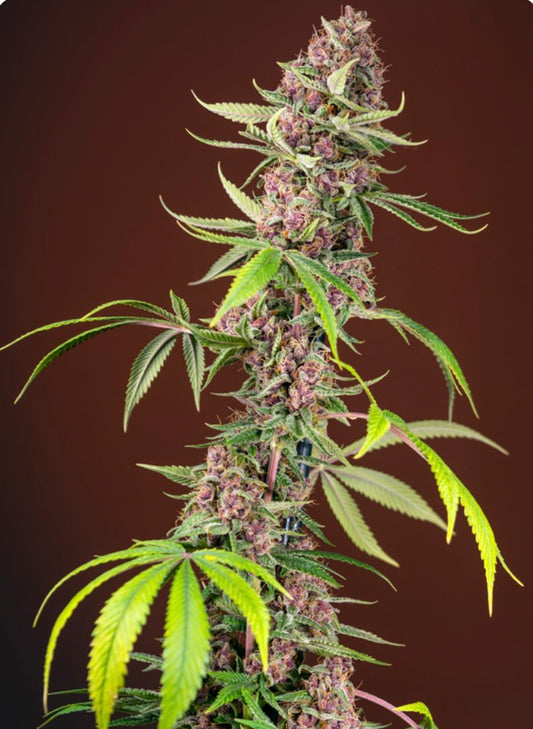Red Mandarine F1 Fast (Red Poison Auto x Tangie) 5(+2) seeds