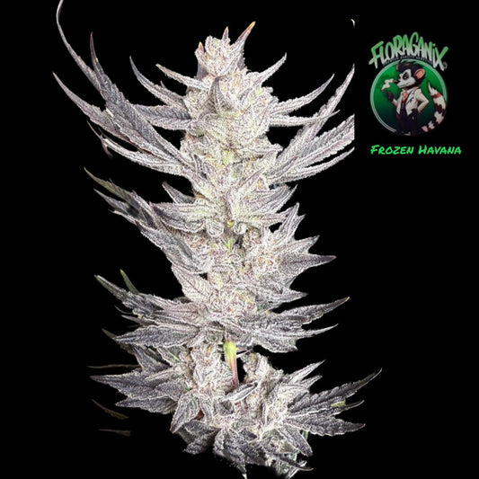 Frozen Havana (Spaced Jam x Scarface) 10 seeds