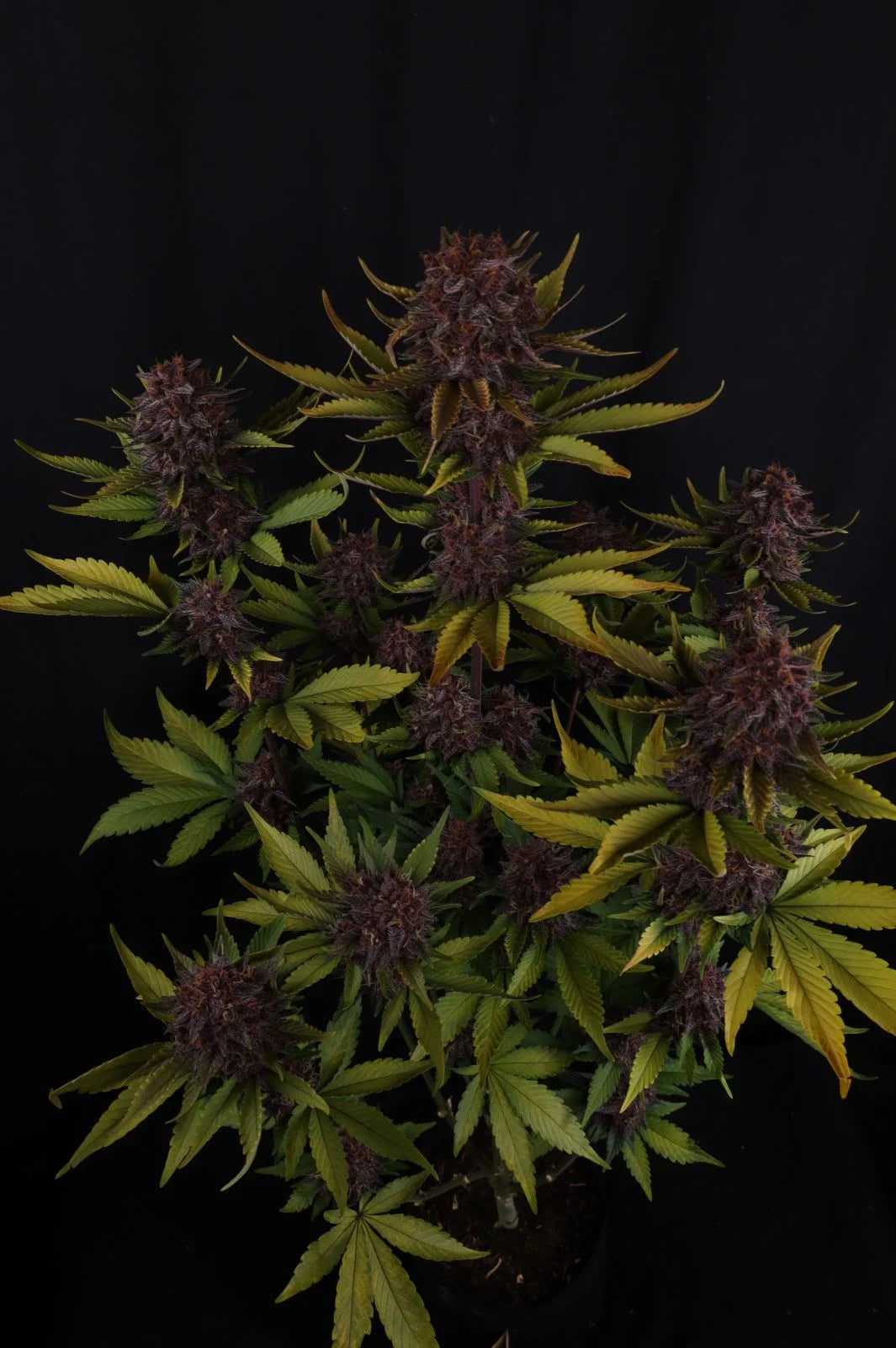 Purple Lemonade Auto RF3™ 7 seeds + 1 Gorilla Z Auto