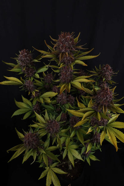 Purple Lemonade Auto RF3™ 7 seeds + 1 Gorilla Z Auto