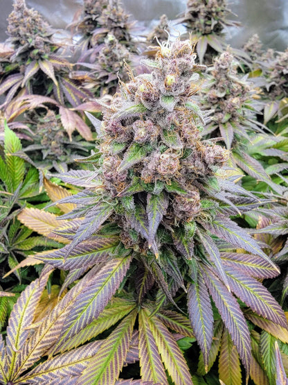 Forbidden Boogie - Mosca Collab (Forbidden Zkittlez x Raspberry Boogie) 3 seeds