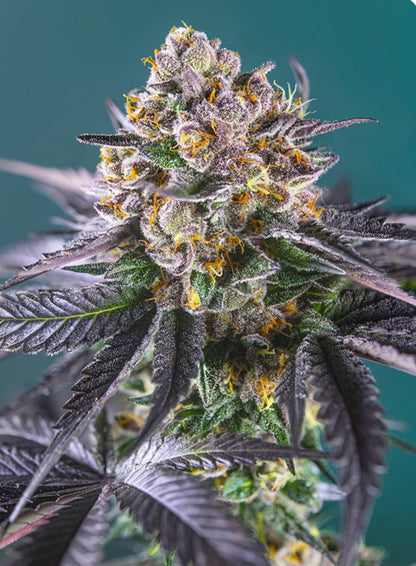 Red Strawberry Banana AUTO (Strawberry Banana x Red Poison Auto) 5(+2) seeds