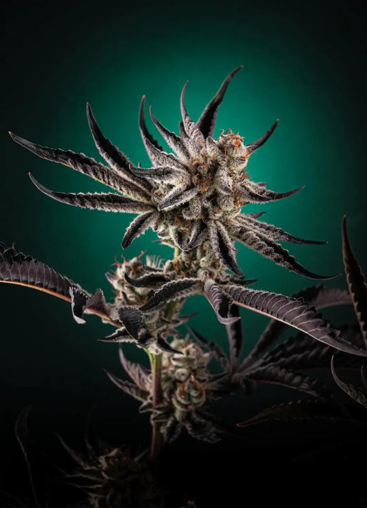 Odo Baggins (Odo #1 x Truffaloha #1) fems 5(+2) seeds