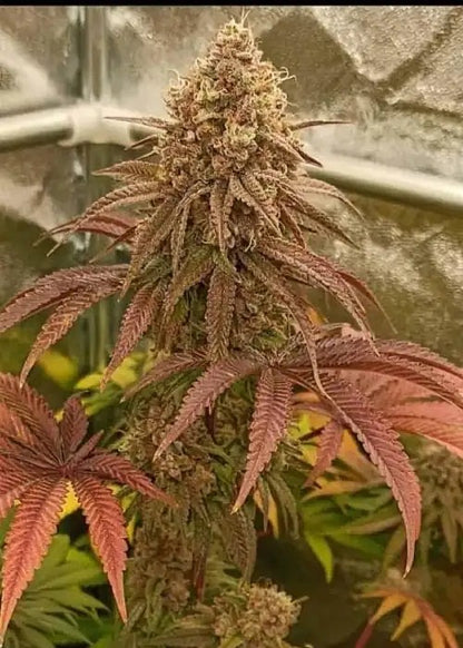 Forbidos (Forbidden Fruit x Dosidos) 3 seeds
