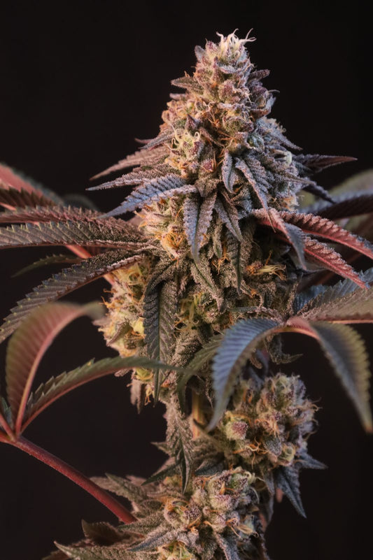 Lemon Cherry Runtz (Lemon Cherry Gelato x Runtz x Lemonpaya) 3-Pack