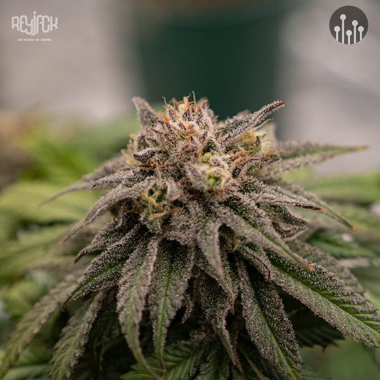 Fig Newtonz ((GSC x Rolex OG)  x Tropicanna Punch #61) FEM 5-Pack