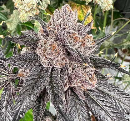 Love Lÿfe (Wild Lÿfe x The Smooch) Reg 15 seeds