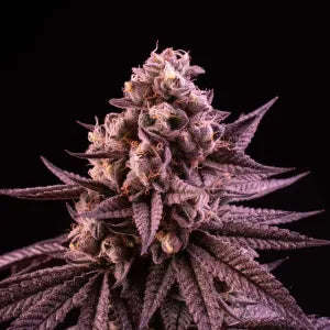 Butter Bath (Soap x ZeClair) 6 seeds + 3 Sour D Zoda