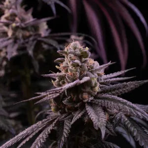 Butter Bath (Soap x ZeClair) 6 seeds + 3 Sour D Zoda