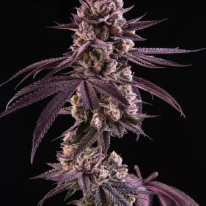 Butter Bath (Soap x ZeClair) 6 seeds + 3 Sour D Zoda