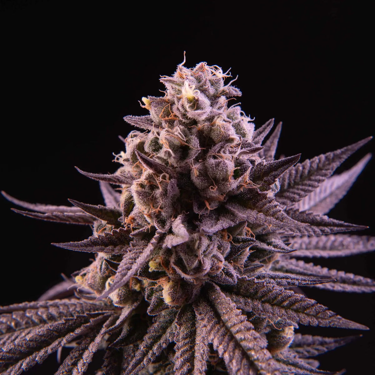 Butter Bath (Soap x ZeClair) 6 seeds + 3 Sour D Zoda
