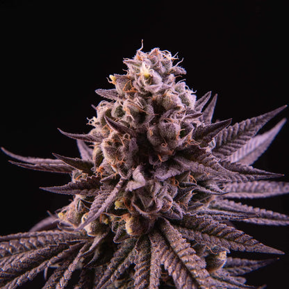 Butter Bath (Soap x ZeClair) 6 seeds + 3 Sour D Zoda