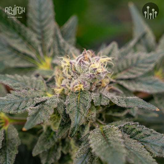 Ocean Spray (Sherb Shocker x Tropicana Punch) FEM 5-Pack