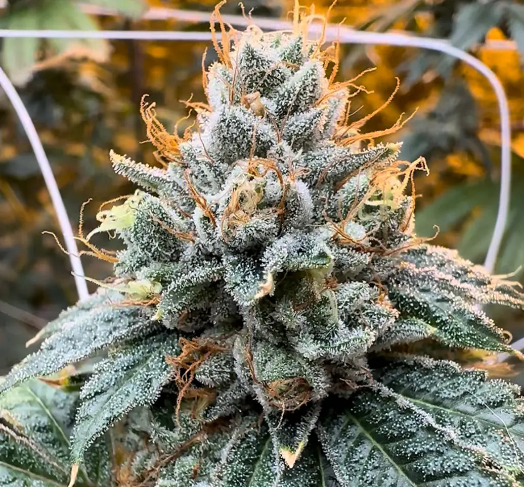 Kali Sour Kiss (Kali Sour Kush x The Smooch) Reg 12 seeds