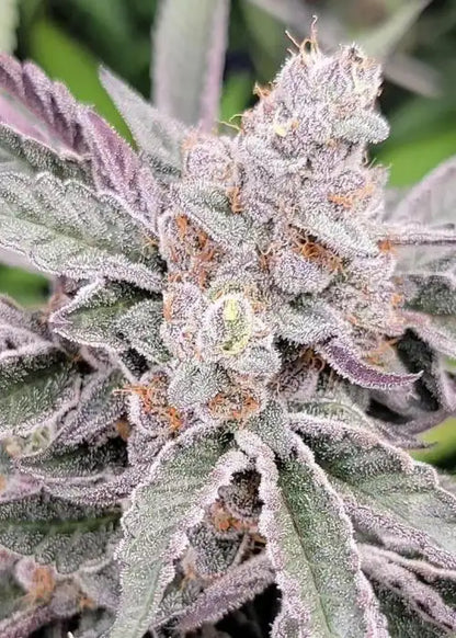 Jamz (Jelly Breath S1 x Slurricane #44) 3 seeds